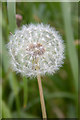 Dandelion Clock, Tackley, Kidlington, Oxfordshire