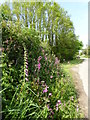 Wild flowers in the hedgerow at Tregongon