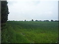 Crop field off Newcastle Road (A50)