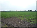 SJ7862 : Crop field off Newcastle Road (A50) by JThomas