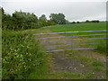 Field edge near New Barn Farm