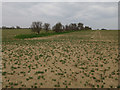 TG0842 : Pea field by Wood Lane by Hugh Venables