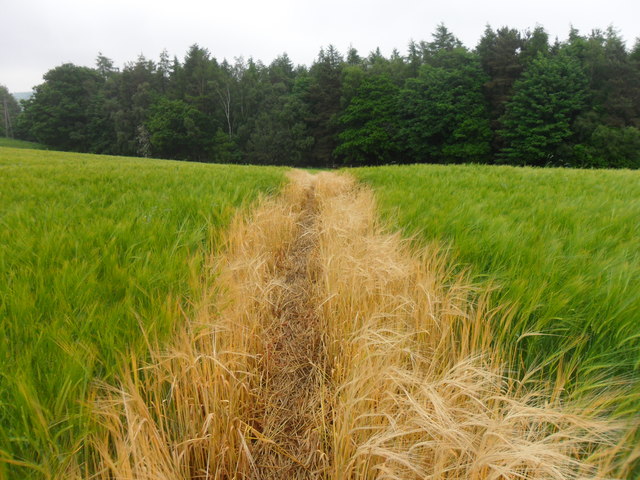 Footpath through the barley to Struthers' Wood