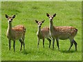 Residents of Coulston Deer Park