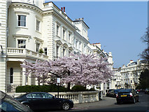 TQ2480 : Cherry blossom on Stanley Crescent by Robin Webster