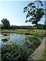 Pool with irises at Pistyll