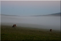 HP6008 : Cows in the mist, near Alma, Baltasound by Mike Pennington