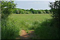 Chobham Meadows