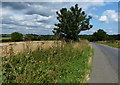 Country lane north of Cublington