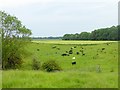 Field of bullocks at Hornton Grounds Farm