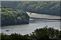 Lanherriott Wood near Golant: A fork in a tributary of the River Fowey