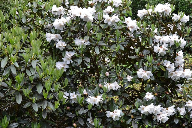 Trewithen House and Garden: Rhododendron maddenii subsp. crassum