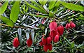 SW9147 : Trewithen House and Garden: "Crinodendron hookerianum" 1 by Michael Garlick