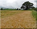 ST3819 : Wheat field by Roger Cornfoot