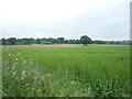 Cropfield off Blackden Lane