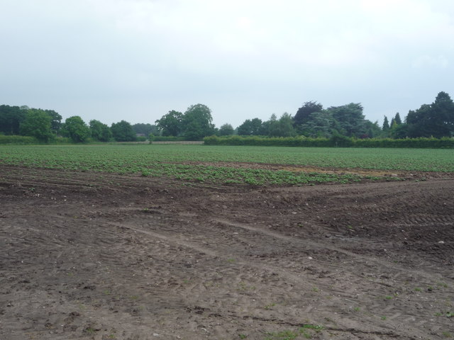 Crop field near Grotto Farm