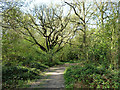 Reservoir Wood, Wanstead Park