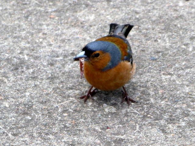 A cheeky chaffinch, Newferry