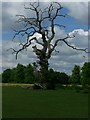 Dead Tree in Langley Park, Buckinghamshire