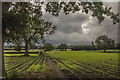 Crop fields at Fennant