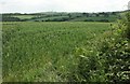 SX8495 : Barley near Copperwalls by Derek Harper