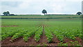 Tree and potato ridges, 2