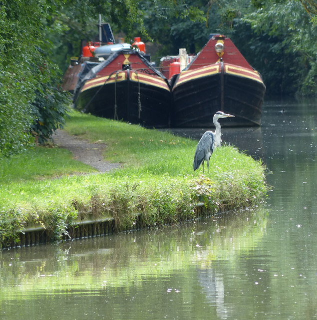 Heron along the Grand Union Canal