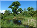 Pond beside Strathleven House