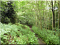 Path in Longfield Wood