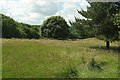 Trees in field by Great Plantation