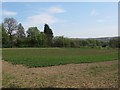 Crop field east of Bar Lane