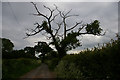 SJ6642 : Stag-headed oak tree, Wood Orchard Lane, Kinsey Heath by Christopher Hilton