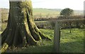 Churchyard, Clawton