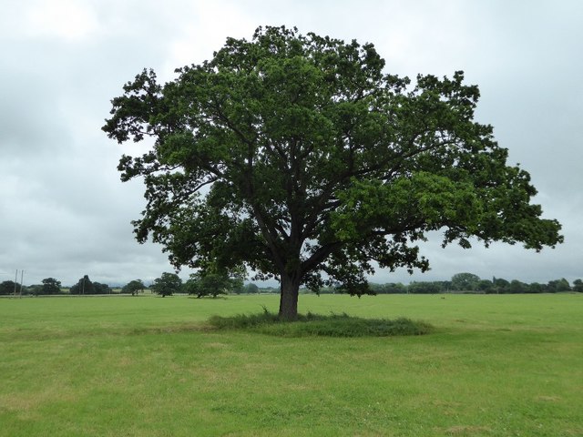 Oak tree on Fish Meadow © Philip Halling cc-by-sa/2.0 :: Geograph ...