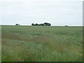 Crop field near Low Bow