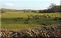 Rushy meadow by the Tamar