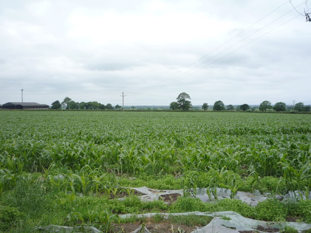Crop field north of Aikton
