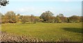 Meadow by the Tamar