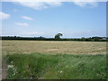 Grassland north west of Abbeytown