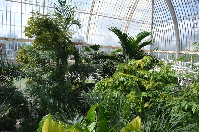 Canopy view, The Palm House © N Chadwick :: Geograph Britain and Ireland