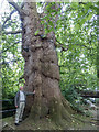 Tree near River Lea, Ware, Hertfordshire