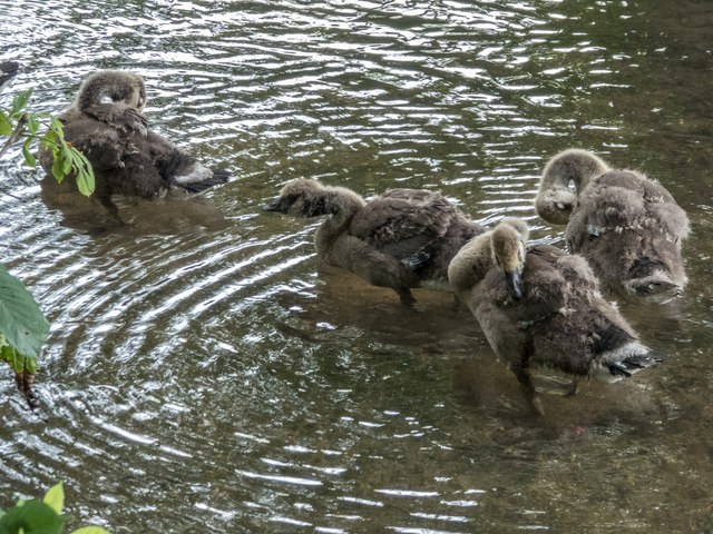 Goslings in Park near River Lea, Ware, Hertfordshire