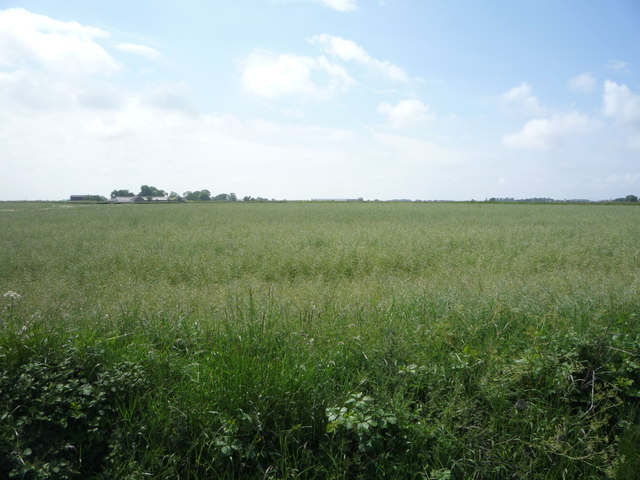 Crop field off the B5302