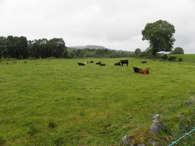 Cattle, Envagh