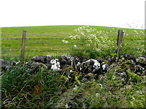 H3379 : Dry-stone wall, Drumlegagh by Kenneth  Allen