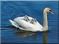 NS3783 : Swan carrying five cygnets by Lairich Rig
