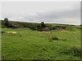 Grassland on Wardhall Common