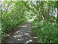 A green greenway