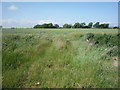 Farmland towards Abbot Farm