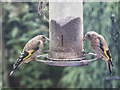 Young Goldfinches, London N14